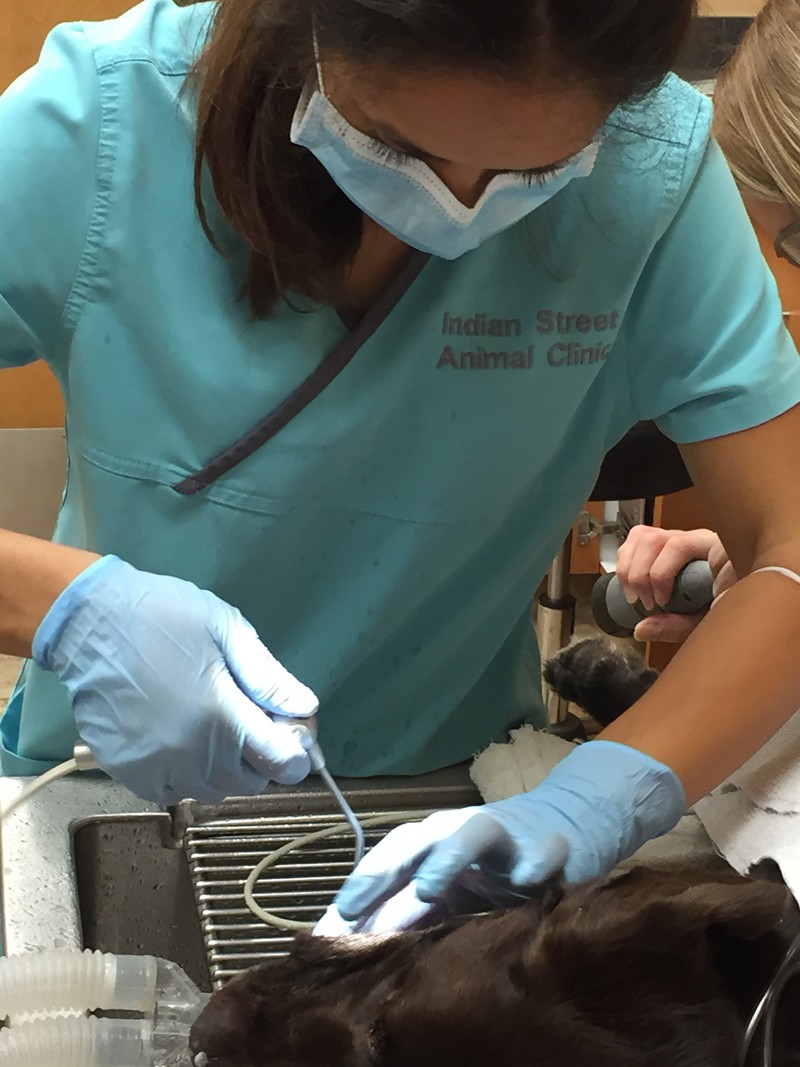A team member performing a procedure on a dogs teeth