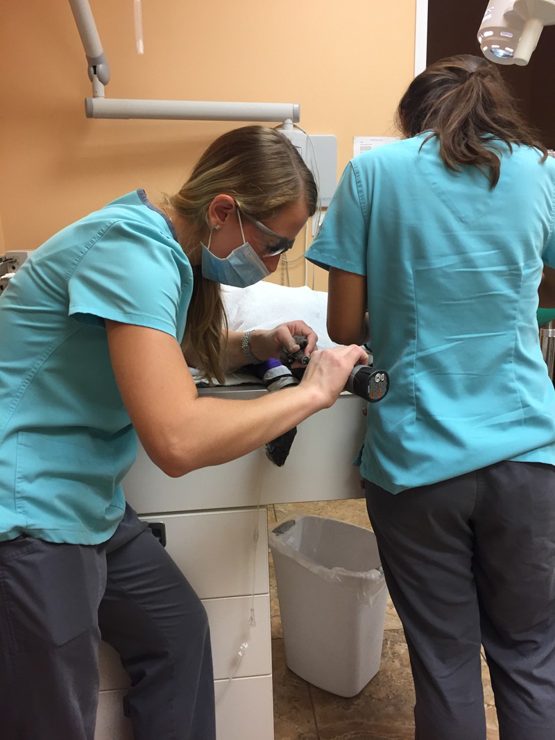 A team member performing a procedure on a dogs teeth